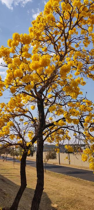 Foto 24 de 31 — Florada dos ipês dá novo colorido a Araraquara e internautas enviam fotos; veja